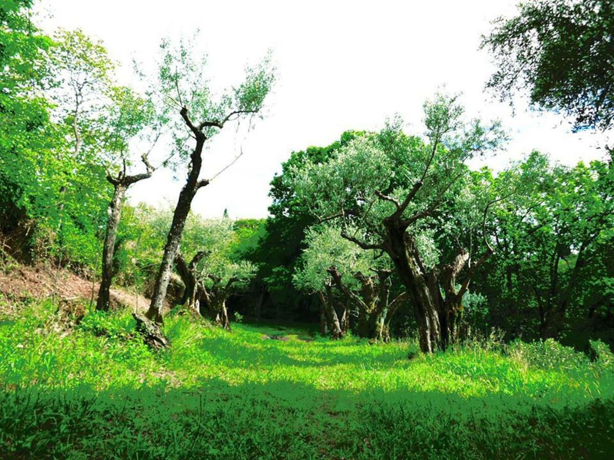 Argentella House Villa Palombara Sabina Dış mekan fotoğraf